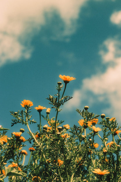 4K Digital aesthetic Camera 5000W Pixel Retro